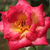 Žltá - bordová - Záhonová ruža - grandiflora - floribunda - Dick Clark
